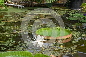 Giant Amazon water lily, Victoria amazonica, flowering giant water lily photo